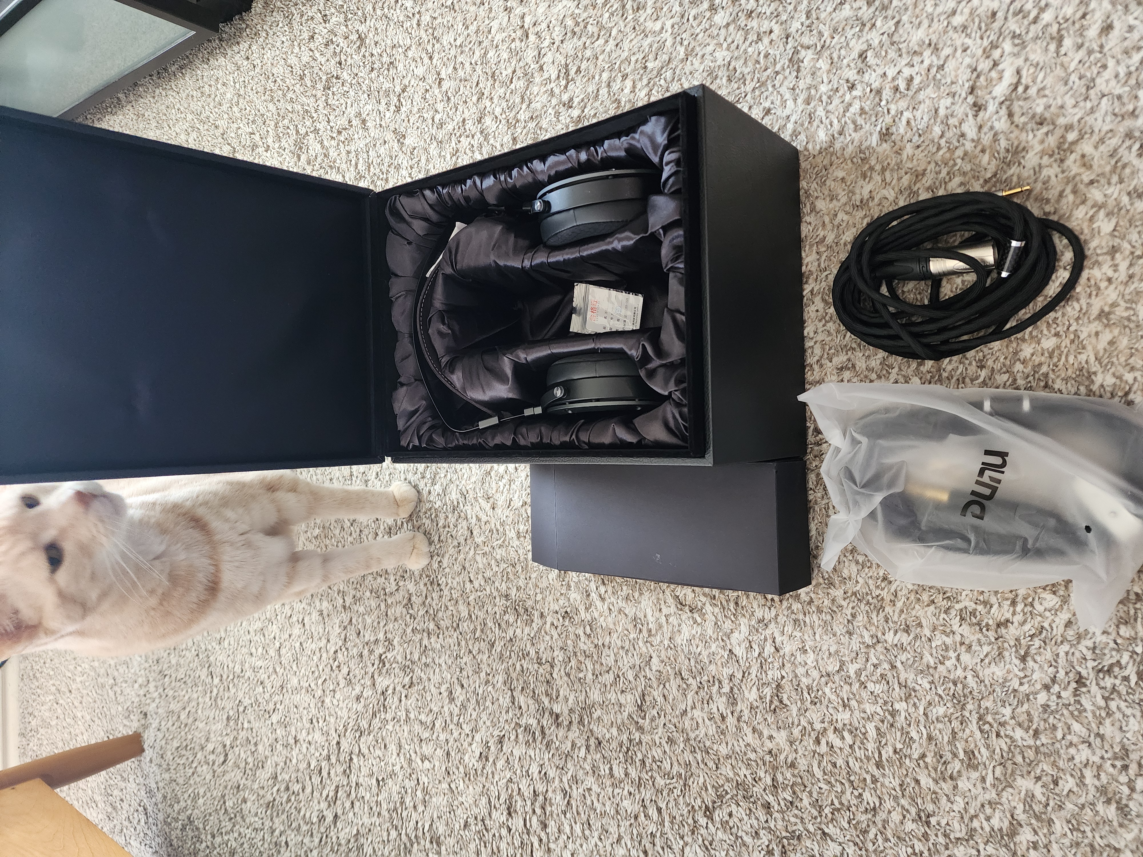 A large cat for scale